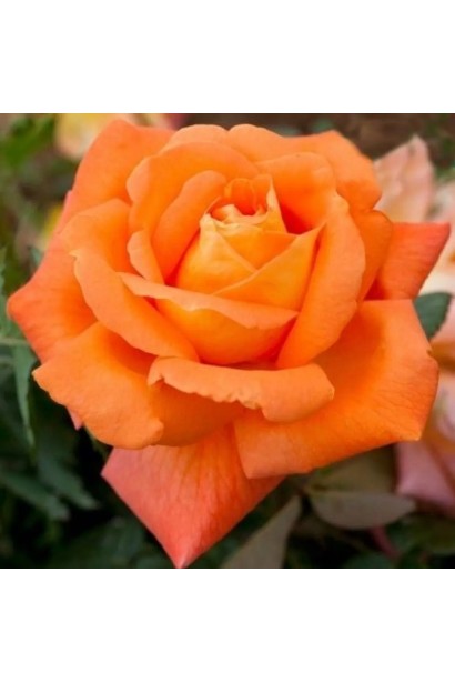 Помаранчева троянда Louis de Funès на сонці